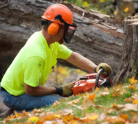 tree services Endicott